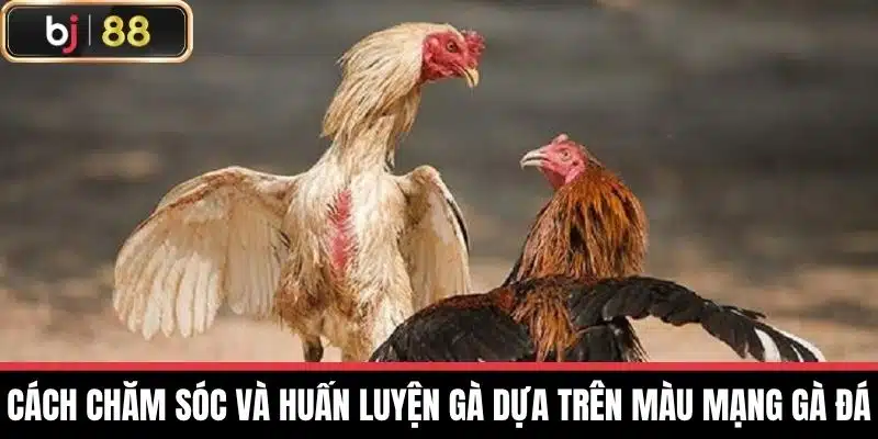 Màu Mạng Gà Đá - Bí Quyết Chọn Màu Phù Hợp Cho Gà Đá 4 Cách chăm sóc và huấn luyện gà dựa trên Màu Mạng Gà Đá